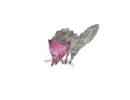 Fox Beata Niedhart